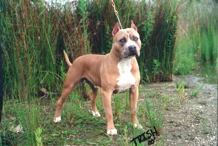 tri color amstaff