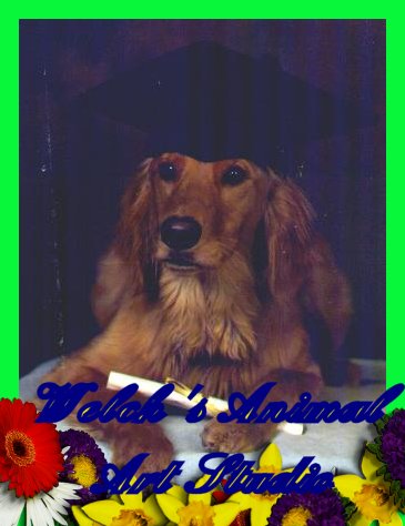Golden Retriever "Katie" Owned by the Roncetti of Ontario.Katie left us at age 15.RIP girl.